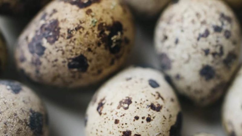 Can Cats Eat Raw Quail Eggs? A Comprehensive Guide for Pet Parents