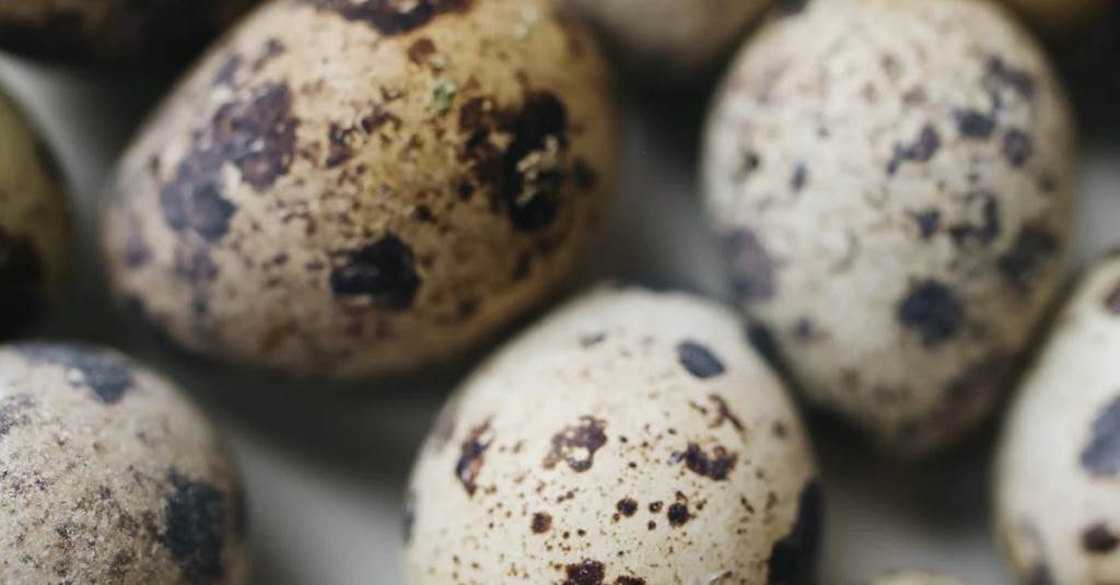 Can Cats Eat Raw Quail Eggs? A Comprehensive Guide for Pet Parents