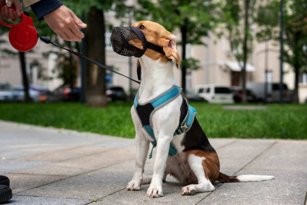 Step-by-step illustration of muzzle training: dog sniffing muzzle with peanut butter reward