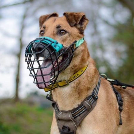 How to Muzzle Train an Aggressive Dog