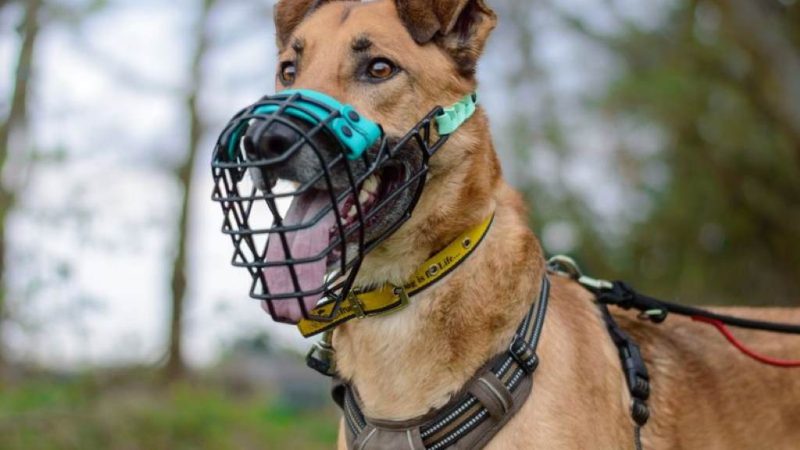 How to Muzzle Train an Aggressive Dog