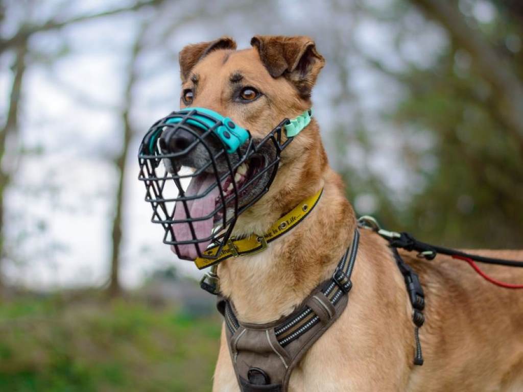 How to Muzzle Train an Aggressive Dog