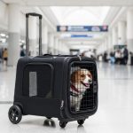 Wheeled pet travel carrier in airport terminal with small dog inside during layover