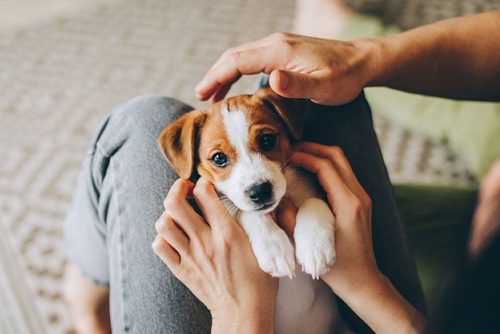 Owner feeding and playing with their dog at home for a healthy, happy pet
