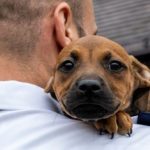 Pet parent providing nutrition, care, and love to a happy, healthy dog