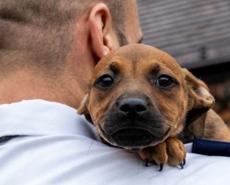 How to Take Care of Your Dog at Home: The Ultimate Guide for a Happy, Healthy Pup