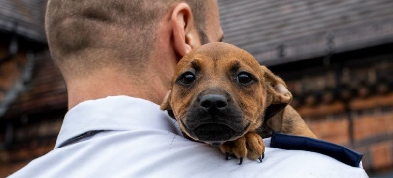 How to Take Care of Your Dog at Home: The Ultimate Guide for a Happy, Healthy Pup