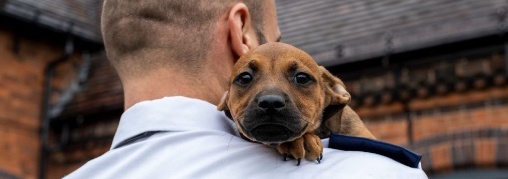 How to Take Care of Your Dog at Home: The Ultimate Guide for a Happy, Healthy Pup