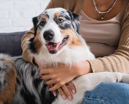 How to Keep Indoor Pets Active and Happy: The Ultimate Guide to a Thriving Pet Life