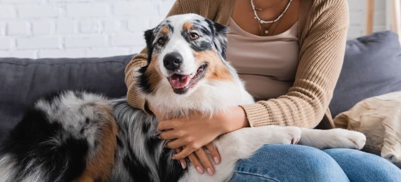 How to Keep Indoor Pets Active and Happy: The Ultimate Guide to a Thriving Pet Life