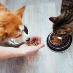 Pet owner selecting healthy pet food with balanced nutrition and high-quality ingredients
