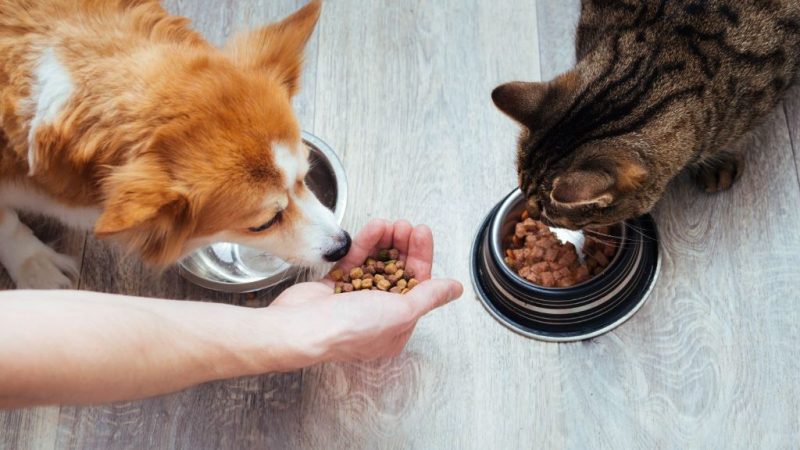 How to Choose Healthy Food for Your Pet: The Ultimate Guide to Lifelong Vitality