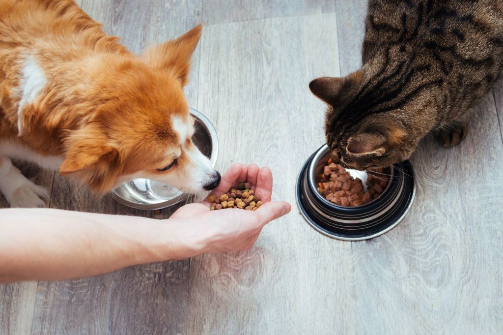 How to Choose Healthy Food for Your Pet: The Ultimate Guide to Lifelong Vitality