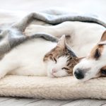 Pet care setup featuring fashionable, safe, and climate-friendly essentials in California