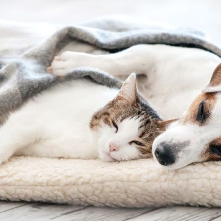 How to Keep Pets Stylish, Safe, and Comfortable in California (CA)