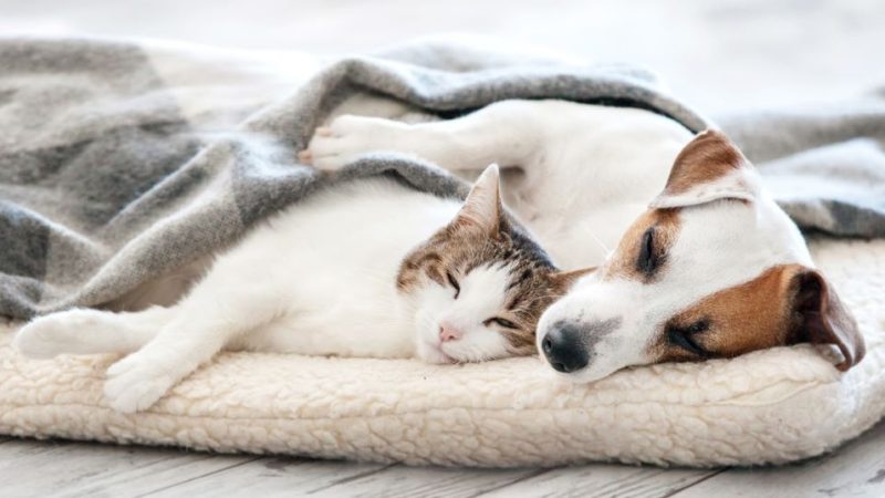 How to Keep Pets Stylish, Safe, and Comfortable in California (CA)