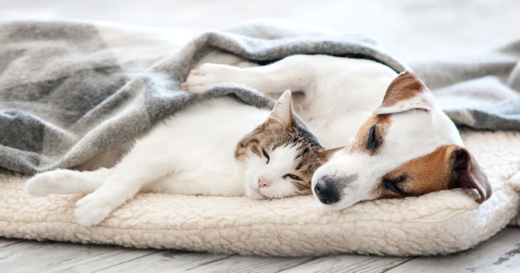 How to Keep Pets Stylish, Safe, and Comfortable in California (CA)
