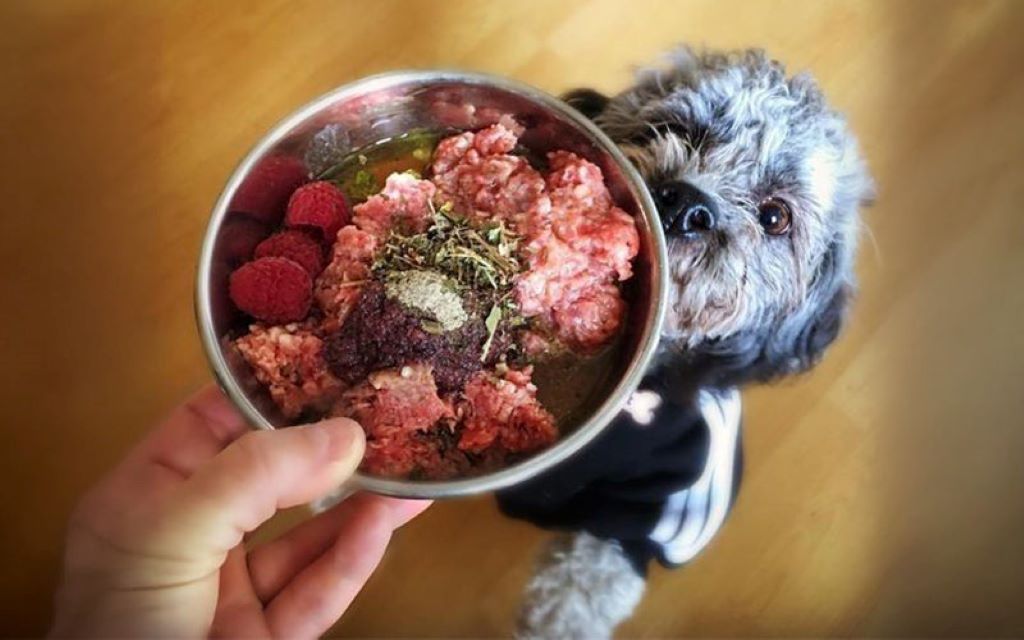 Happy dog and cat eating nutritious pet food at home in Oregon