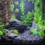 Black aquarium gravel creating a modern and elegant aquascape
