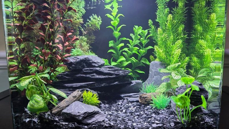 Best Black Aquarium Gravel for a Modern and Elegant Aquascape