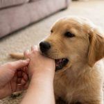 Owner teaching puppy gentle play using a chew toy