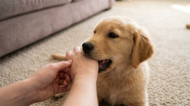 How to Stop Puppy From Biting Hands During Play