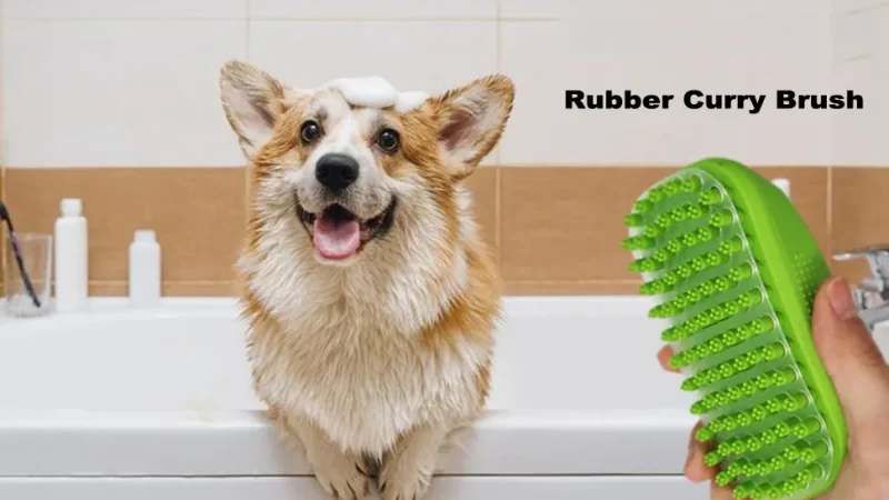 Beagle Grooming at Home: Easy Step-by-Step Guide