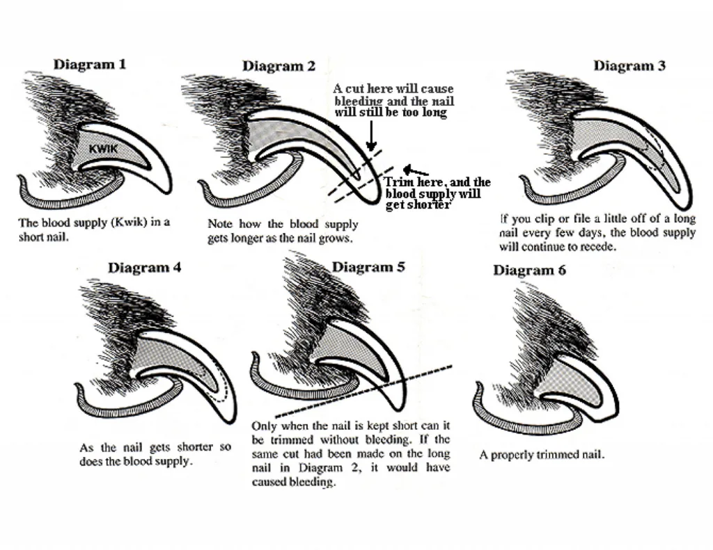 beagle nail clipping technique