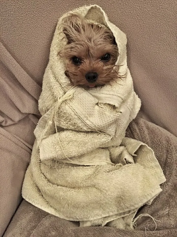 chihuahua in bath towel drying