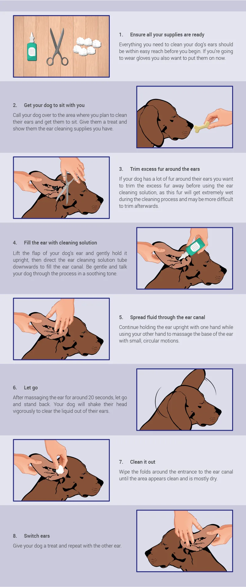 dachshund ear cleaning cotton ball
