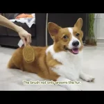 how to groom a corgi at home