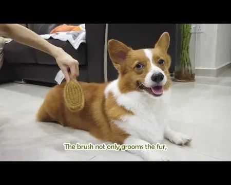 Corgi Grooming at Home: Easy Step-by-Step Guide