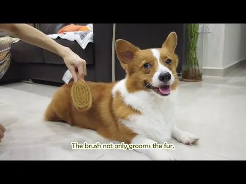 Corgi Grooming at Home: Easy Step-by-Step Guide