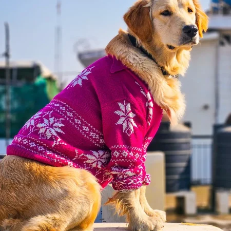 How to Measure a Golden Retriever for a Sweater