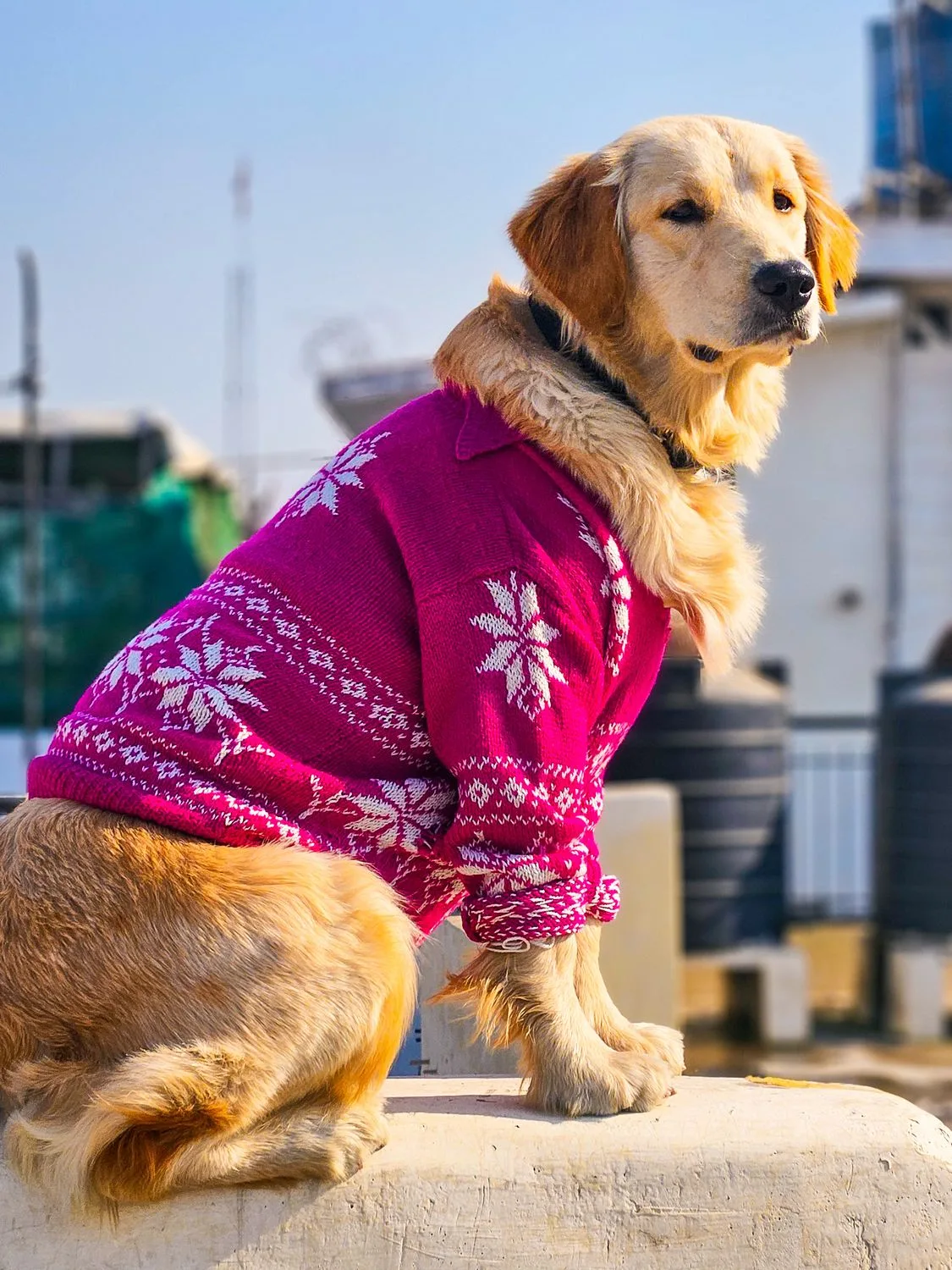 how to measure a golden retriever for a sweater