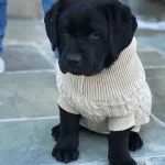 how to measure a labrador for a sweater