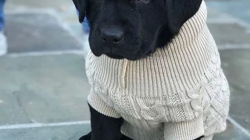 How to Measure Your Labrador for a Perfect Sweater Fit
