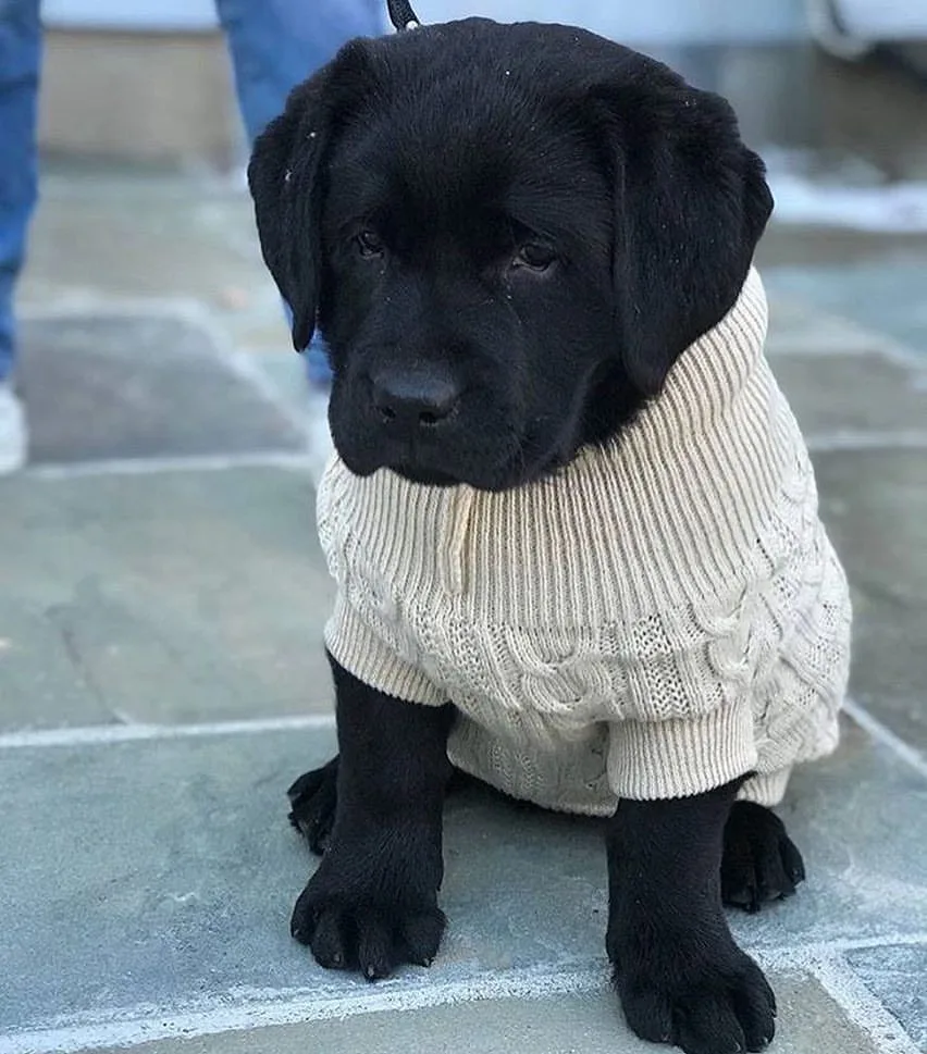 how to measure a labrador for a sweater