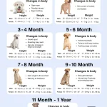Labrador puppy growth