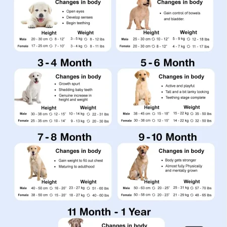 Labrador Protein Needs: Daily Amount Guide