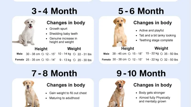 Labrador Protein Needs: Daily Amount Guide