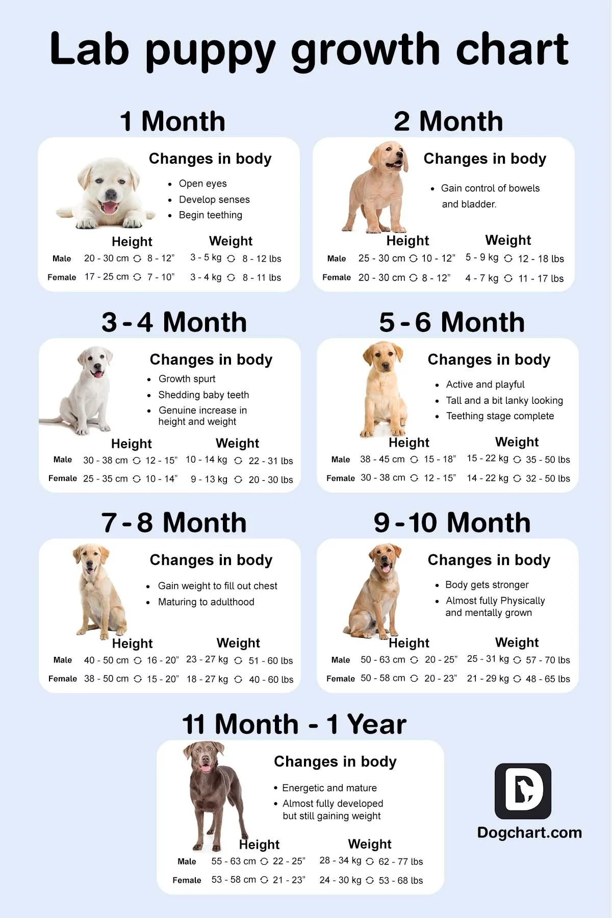 Labrador puppy growth
