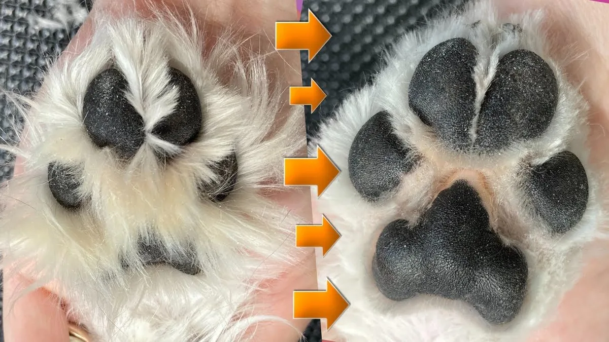 paw pad leather