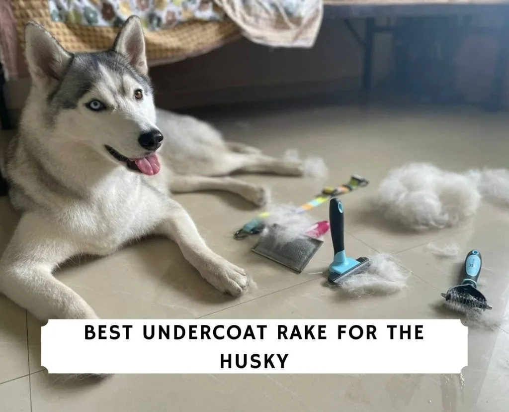 undercoat rake